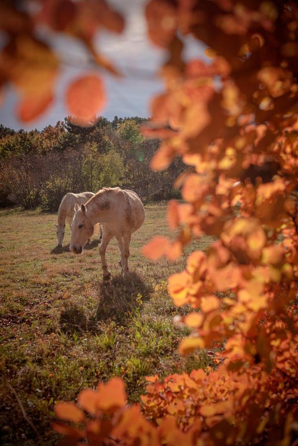Tmbin'S Barn - Nature, Horses, Family Sežana المظهر الخارجي الصورة