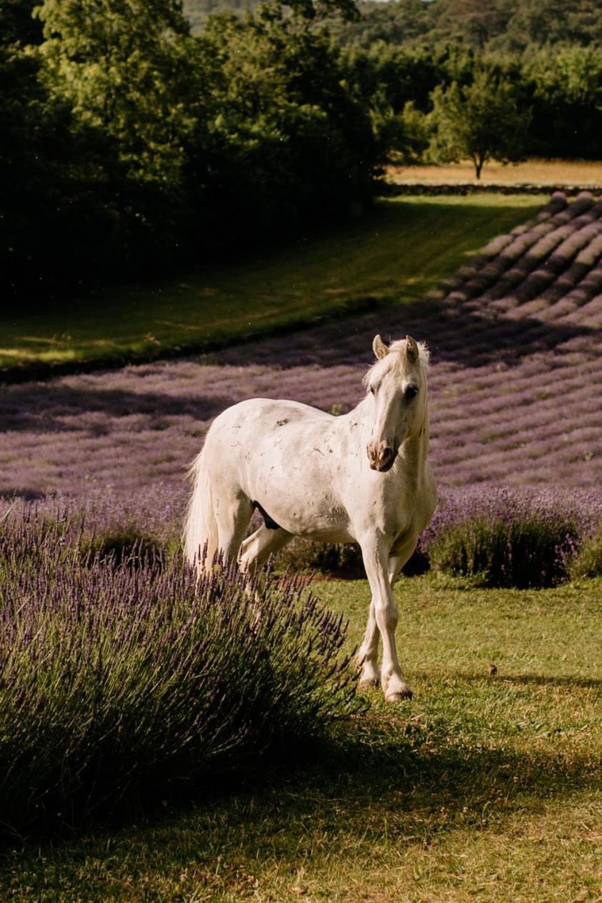 Tmbin'S Barn - Nature, Horses, Family Sežana المظهر الخارجي الصورة